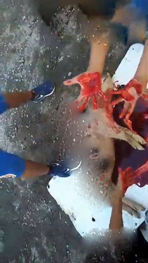 Fratelli rom accusati di rapina: mani nel sangue del maiale appena ucciso