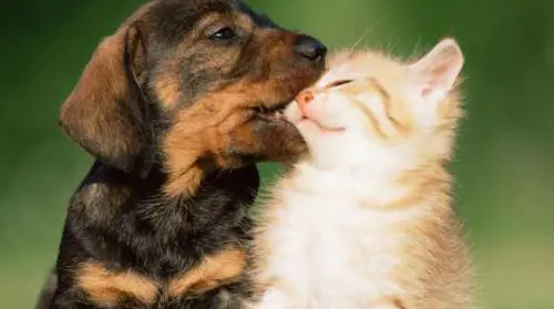 Connecticut, arriva l'avvocato difensore per cani e gatti