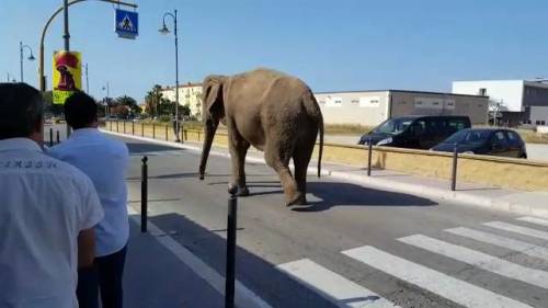 Elefante evade dal circo e va a fare merenda