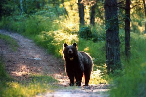 Trento, parte la caccia all'orsa: in campo pattuglie con i cani e proiettili al narcotico