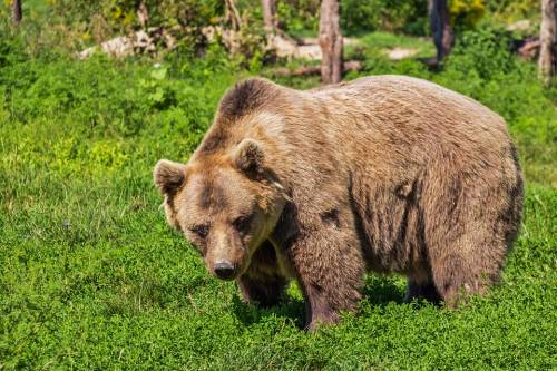 Uccisa l'orsa KJ2 che aveva aggredito un uomo in Trentino