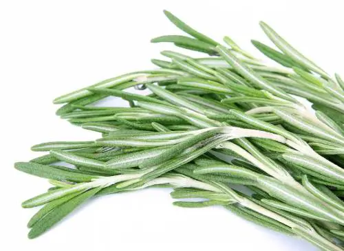 Olio essenziale di rosmarino: così migliora la bellezza e la salute