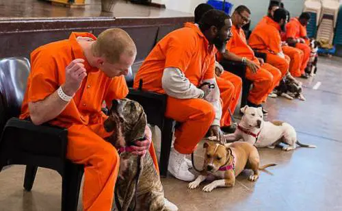 Cani e gatti fanno "evadere" anche gli ergastolani