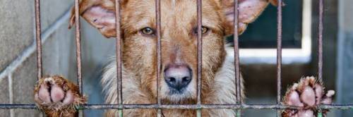 Orrore in Calabria: cane impiccato e infilzato