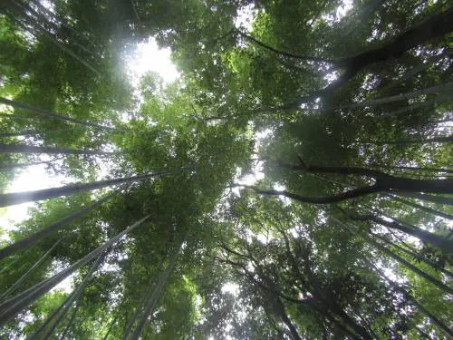 Arashiyama, il fascino invincibile della foresta di bambù