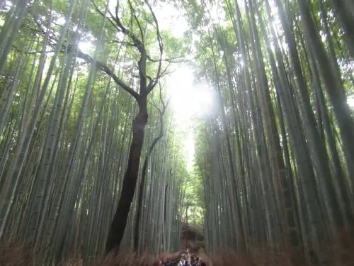 Arashiyama, il fascino invincibile della foresta di bambù