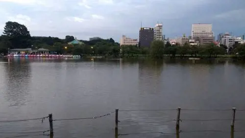 Cormorani in volo sul lago, Ueno Koen l'oasi romantica di Tokyo