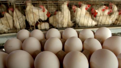 Scandalo uova contaminate, l'allarme scatta in 45 Paesi