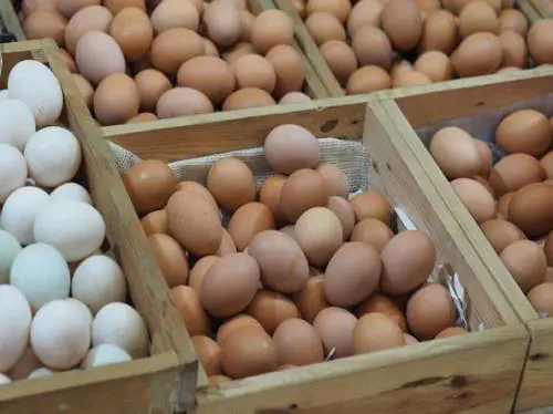 "Rischio chimico": ritirati due marchi di uova al fipronil