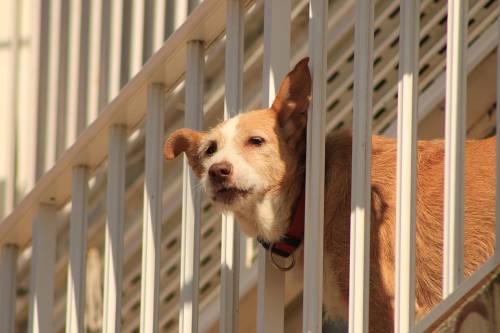 Terni, va in vacanza e lascia il cane in balcone: morto di caldo e stenti