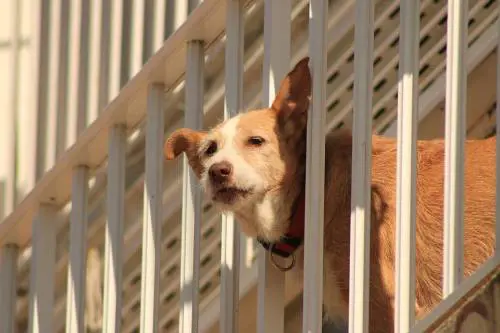 Terni, va in vacanza e lascia il cane in balcone: morto di caldo e stenti