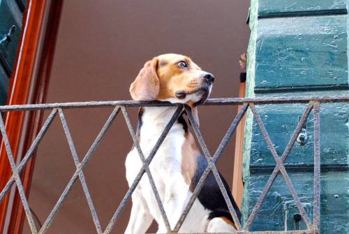 Quel cane abbandonato ucciso da caldo e fame. La padrona era in vacanza