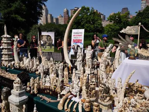 New York distrugge l'avorio per salvare gli elefanti