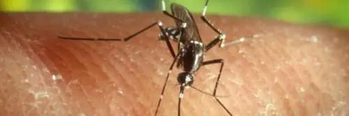 West Nile uccide 79enne in Veneto, è il secondo caso in Italia