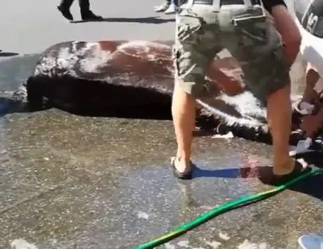 Oliver, il cavallo per i turisti morto per caldo e stanchezza