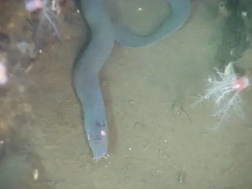 Myxinidae, l'animale marino in grado di uccidere uno squalo
