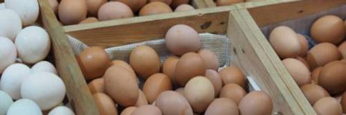Lotti di uova ritirati dal mercato per gli alti livelli di Fipronil