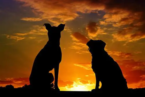 Scaldarono il padrone in ipotermia: Bairo, Gino e Gina i cani più fedeli