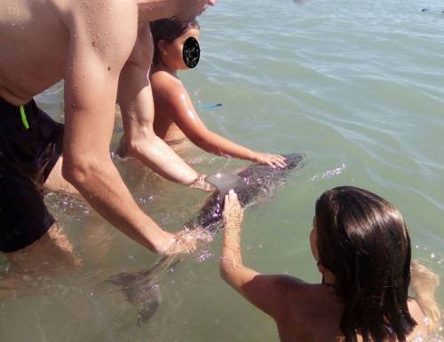 Foto e carezze cucciolo di delfino: muore tra i bagnanti