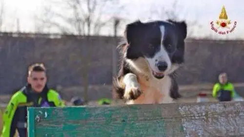 Terry, il cucciolo salvato dal sisma ​diventa un cane pompiere