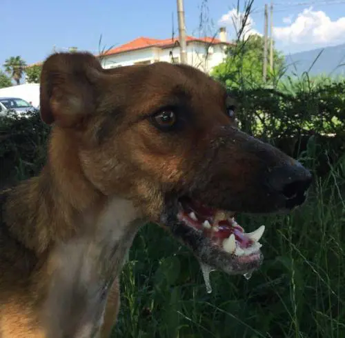 Sfregiato con l'acido: gara di solidarietà per salvare un meticcio