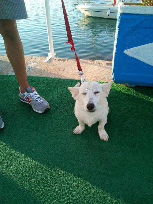Caduto (o buttato): cagnolino tra le onde salvato dai marinai