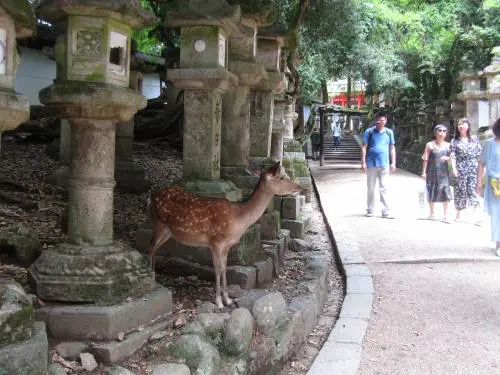 Kasuga Taisha a Nara, dove mille lanterne fanno luce agli dèi