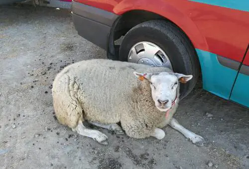 Rissa tra pastori, a farne le spese è una pecora