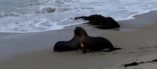 Anche gli animali nel loro piccolo si baciano