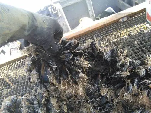 Taranto, il caldo uccide le cozze