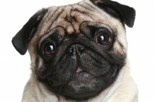 Tascabili e con occhioni. La folle sfida dei genetisti per creare cani bambini