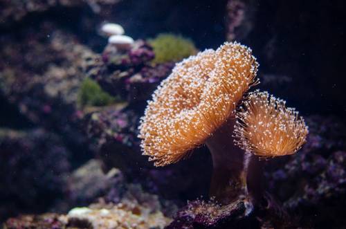 Bari, coralli come souvenir dopo la vacanza alle Maldive: multa da 5mila euro