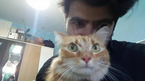 Sole, la micia a zonzo in aeroporto per 50 giorni