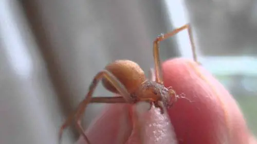 Muore tre mesi dopo essere stato punto da un ragno violino