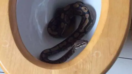 Il serpente all'interno del wc - foto di Laura Cowell