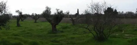 Ecco perché Puglia non deve morire: il dramma della Xylella