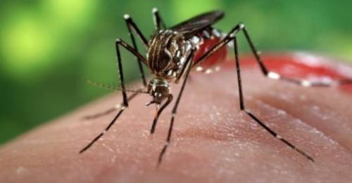 Donna affetta da chikungunya: "Non mi reggevo in piedi"