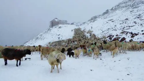 La transumanza a Giogo Alto (foto: Anton Raffeiner)