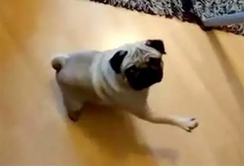 Insegna al cane il saluto nazista Finisce in manette e a processo