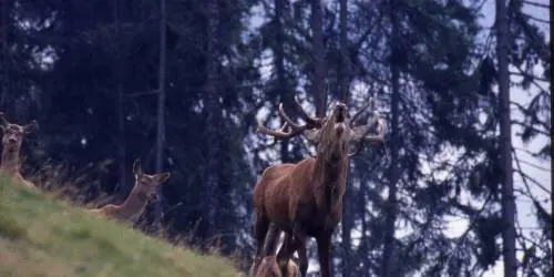 Escursioni per ascoltare il bramito dei cervi nei parchi del Trentino