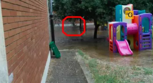 Roma, bimbi della materna 'ostaggio' di un branco di volpi