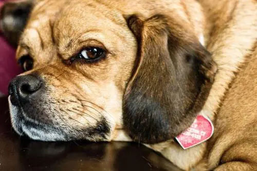 Ottiene due giorni di permesso dal lavoro per curare il suo cane: "Grave motivo familiare"