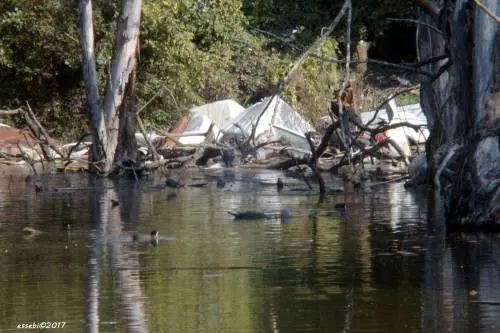 Ragazze schiave nel bosco della droga