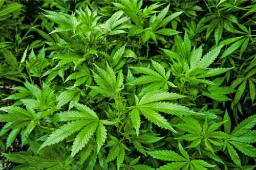 Vive con 51 piante di marijuana in casa, trovato morto asfissiato