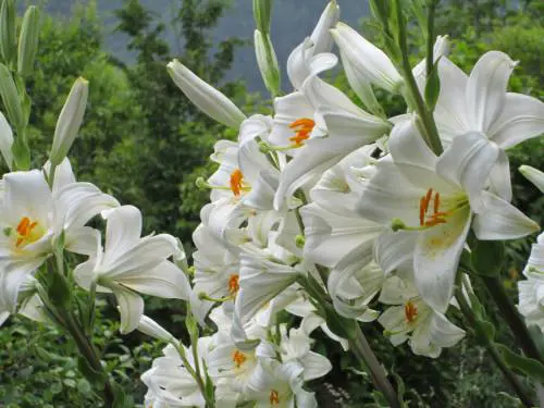 Il primo fiore sbocciato in terra aveva la forma di un giglio