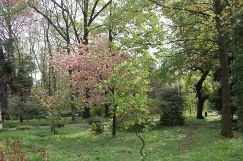 Altezza, storia e varietà: alberi lombardi da record