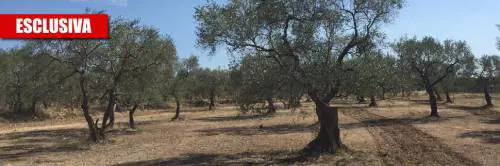 Bitonto, tra campagna e degrado