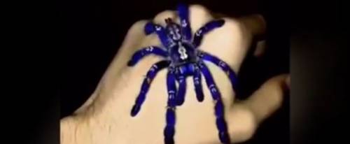 Il mistero della ragno blu: l'enorme tarantola interroga il web