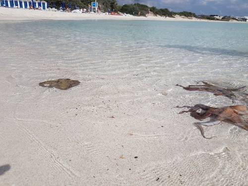 Salento, polpi a "passeggio" sulla spiaggia