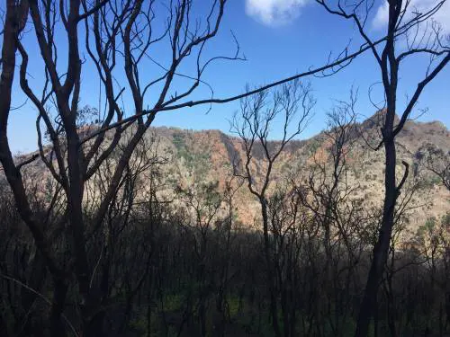 Vesuvio, non solo eruzione: l'allarme incendi